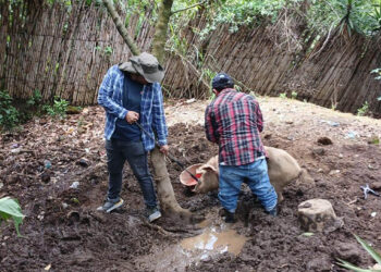 Realizan inspección sanitaria de cerdos en San Juan Sacatepéquez