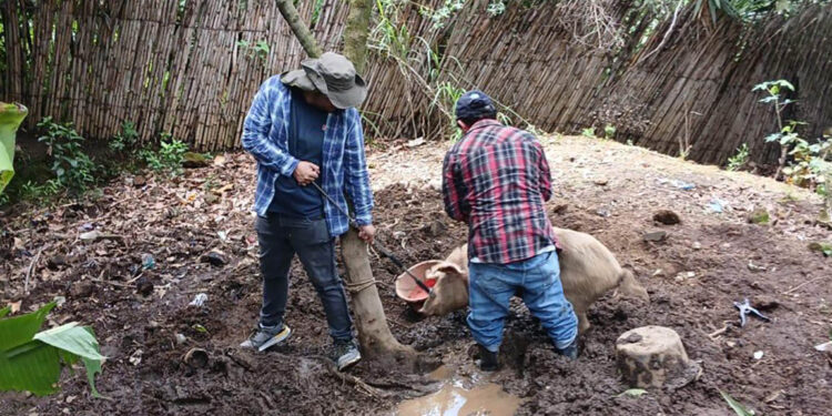 Realizan inspección sanitaria de cerdos en San Juan Sacatepéquez