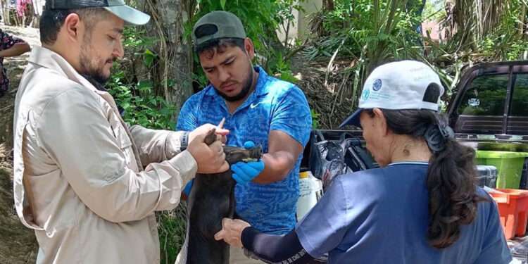 Realizan jornada de sanidad animal en Zacapa