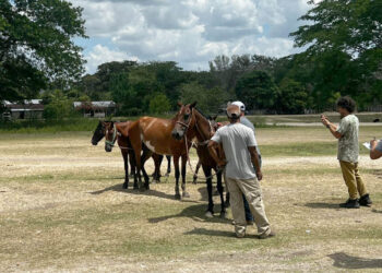 Realizan jornada sanitaria para equinos en San Andrés, Petén