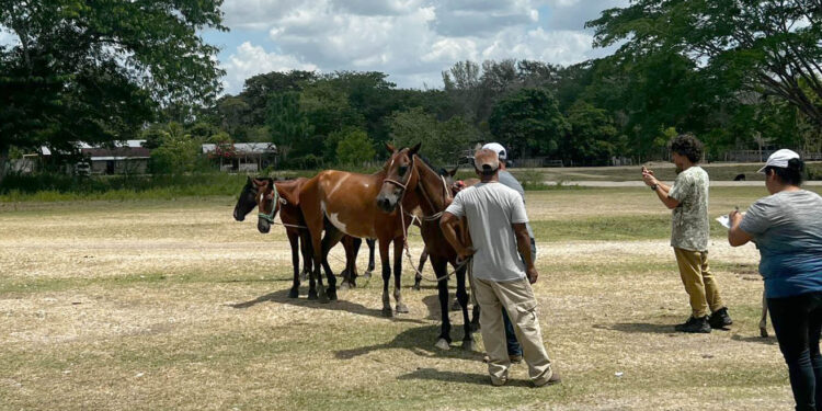 Realizan jornada sanitaria para equinos en San Andrés, Petén