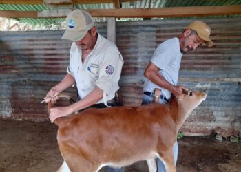 Realizan más de 16 mil muestras de diagnóstico en apoyo al sector lechero