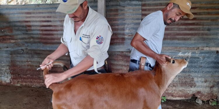 Realizan más de 16 mil muestras de diagnóstico en apoyo al sector lechero