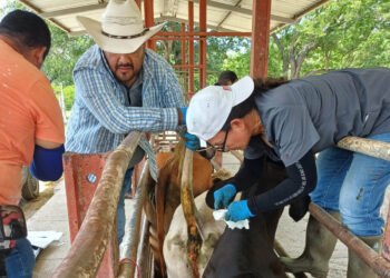 Realizan muestreo para detección de brucelosis en bovinos de Zacapa
