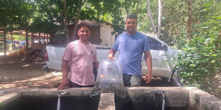 Reciben alevines de tilapia para mejorar la nutrición y la economía en Petén