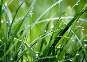 Se emite alerta agropecuaria  y recomendaciones por lluvias