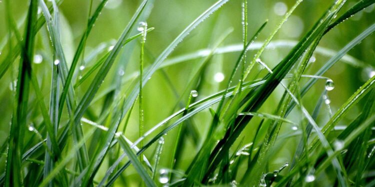 Se emite alerta agropecuaria  y recomendaciones por lluvias