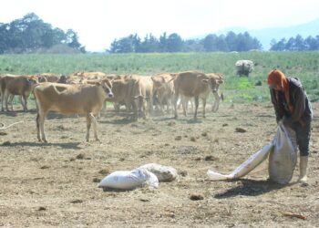 Recomendaciones para el sector agropecuario ante la caída de ceniza