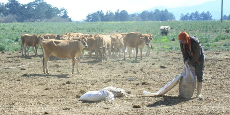 Recomendaciones para el sector agropecuario ante la caída de ceniza