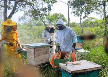 Se brinda asistencia técnica en manejo de apiarios en El Chal