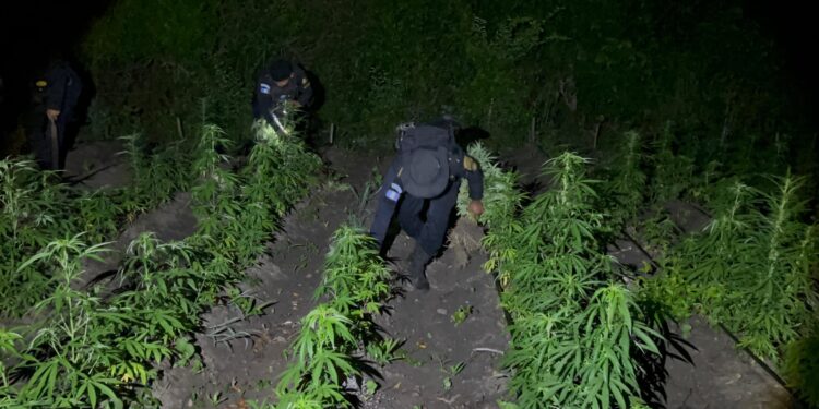 Agentes de SGAIA impactan estructuras dedicadas a la narcoactividad