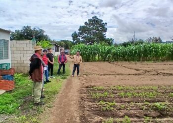 En Chimaltenango impulsan agricultura orientada al mercado con capacitación SHEP