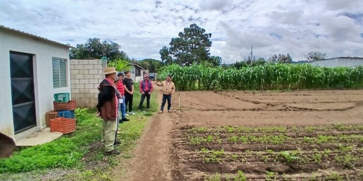 En Chimaltenango impulsan agricultura orientada al mercado con capacitación SHEP