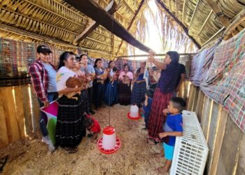 Proyectos avícolas fortalecen economía familiar de mujeres en Poptún