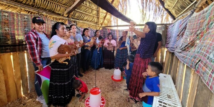 Proyectos avícolas fortalecen economía familiar de mujeres en Poptún