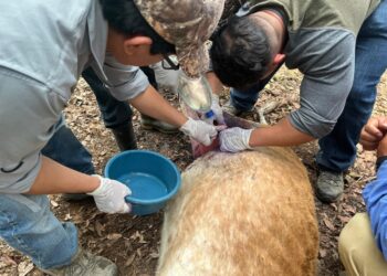 Revisar ombligos y heridas en animales puede frenar propagación del gusano barrenador