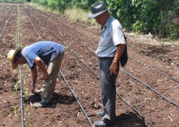 En Retalhuleu cultivan semilla de maíz que optimizará economía familiar