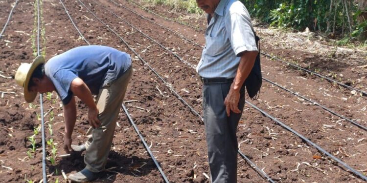 En Retalhuleu cultivan semilla de maíz que optimizará economía familiar