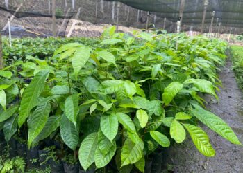 Producidas más de 109 mil plantas forestales en viveros de Petén
