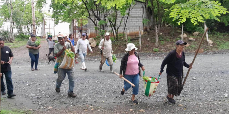 Actividades de reforestación fortalecen seguridad alimentaria y resguardo ambiental