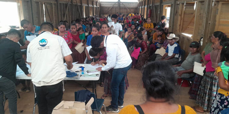 Agricultores de San Pedro Carchá reciben semillas de maíz mejoradas