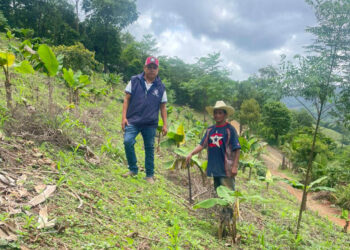 Agricultores reciben asistencia técnica para mejorar cultivos de maíz