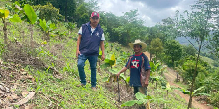 Agricultores reciben asistencia técnica para mejorar cultivos de maíz