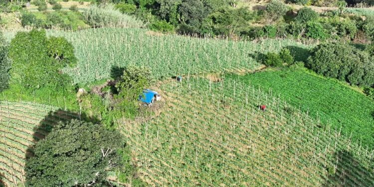 Ante disminución de lluvias se monitorean 181 municipios