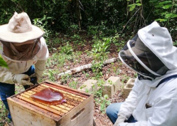 Apicultores reciben asistencia técnica para enfrentar temporada de escasez