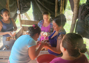Aplican vacuna triple aviar en mini granjas de Melchor de Mencos