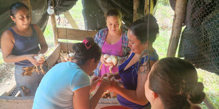 Aplican vacuna triple aviar en mini granjas de Melchor de Mencos