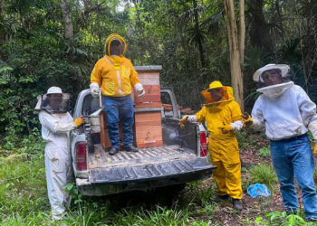 Apoyo a la Producción Apícola Promueve Desarrollo Local en Petén