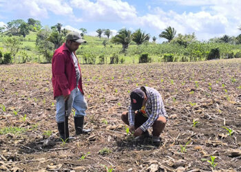 Asistencia técnica impulsa el rendimiento de parcelas de maíz en Melchor de Mencos