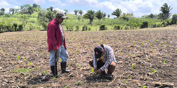 Asistencia técnica impulsa el rendimiento de parcelas de maíz en Melchor de Mencos