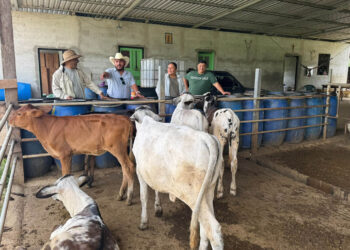 Avanza proceso por una ganadería sostenible en Petén