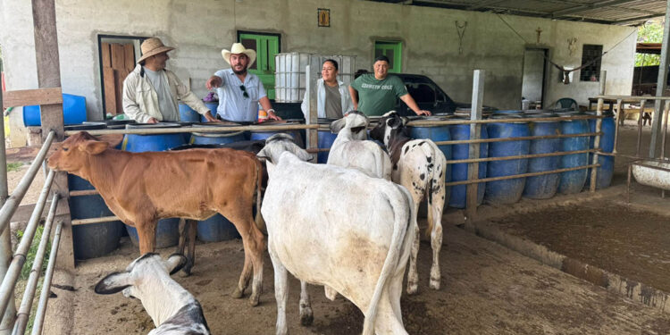 Avanza proceso por una ganadería sostenible en Petén