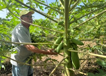 Brindan asistencia técnica a productor de frutales de Machaquilá