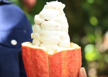 Certifican productos de cacao para exportación