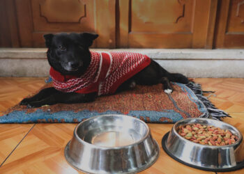Cómo proteger su mascota antes, durante y después de un sismo
