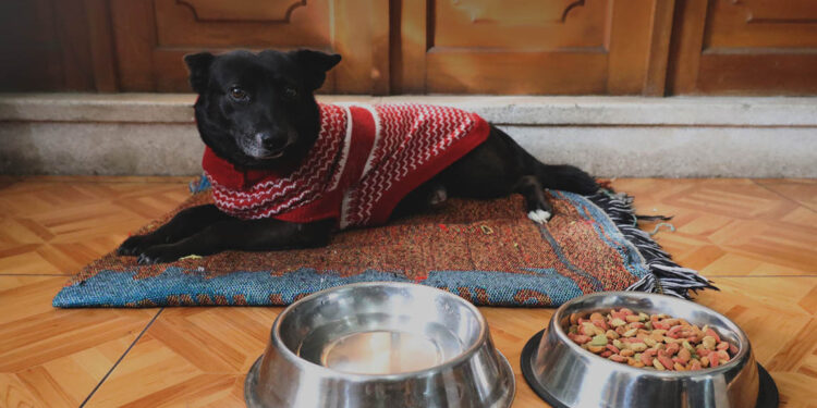 Cómo proteger su mascota antes, durante y después de un sismo