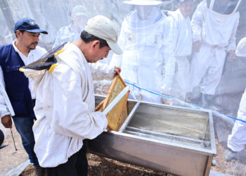 Cosechar miel: un oficio rentable y clave para el desarrollo rural