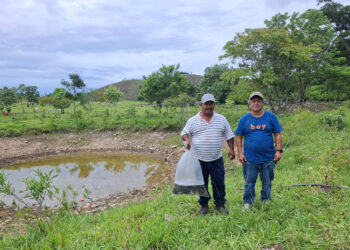 Cultivos de tilapia fortalecen la seguridad alimentaria y el desarrollo rural en Petén