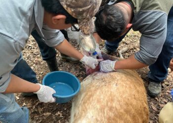 Destacan acciones claves para combatir el Gusano Barrenador