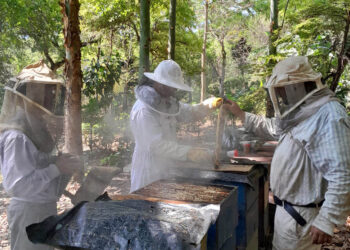 Emitidos 352 registros apícolas a nivel nacional