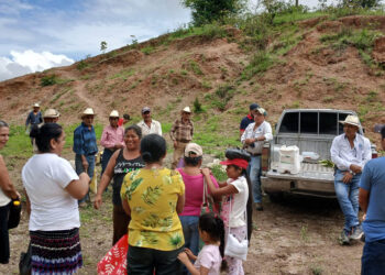 En Zacapa cuidan la calidad y buen desarrollo del cultivo de maíz