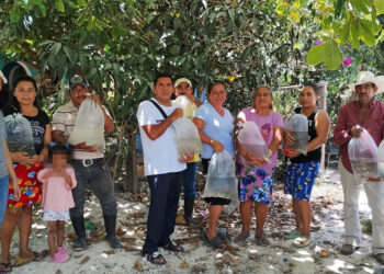 Entrega de más de 100 mil alevines de tilapia impulsa la acuicultura sostenible en Petén