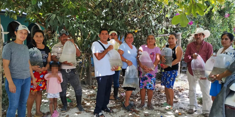 Entrega de más de 100 mil alevines de tilapia impulsa la acuicultura sostenible en Petén