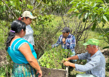 Entregan abono orgánico y brindan apoyo técnico en Poptún