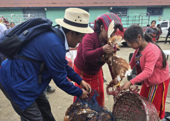 Entregan gallinas ponedoras e insumos de crianza a beneficiarios de los CADER de Quiché
