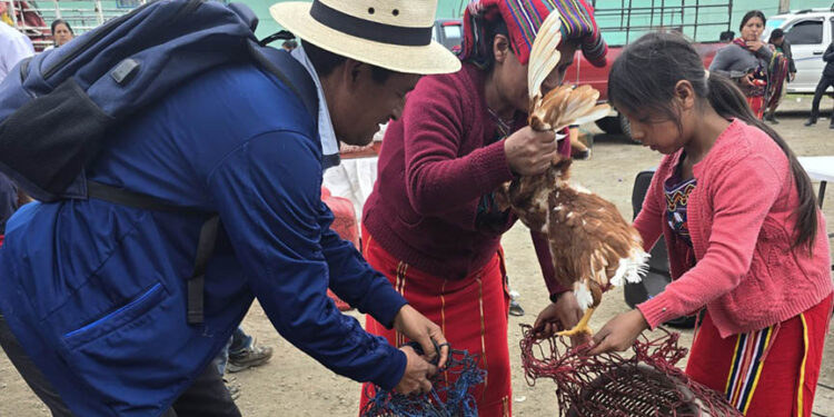 Entregan gallinas ponedoras e insumos de crianza a beneficiarios de los CADER de Quiché
